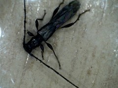 Molorchus umbellatarum