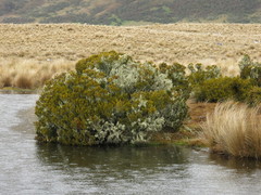 Halocarpus bidwillii