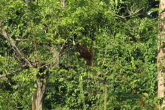 Pongo pygmaeus morio