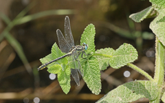 Gomphus simillimus