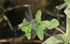 Gomphus simillimus