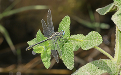 Gomphus simillimus
