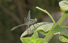 Gomphus simillimus
