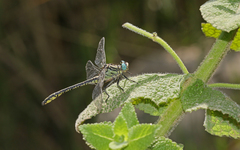 Gomphus simillimus
