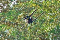 Pongo pygmaeus morio