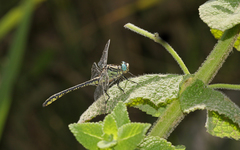 Gomphus simillimus