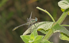 Gomphus simillimus