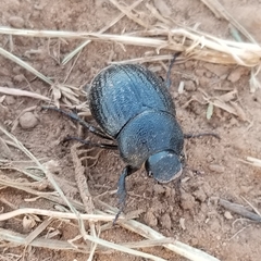 Phyllophaga cribrosa