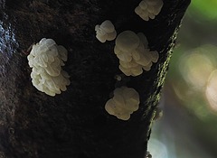 Physalacria pseudotropica