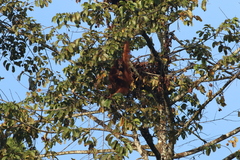 Pongo pygmaeus morio