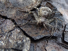 Philodromus emarginatus