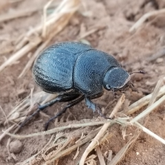 Phyllophaga cribrosa