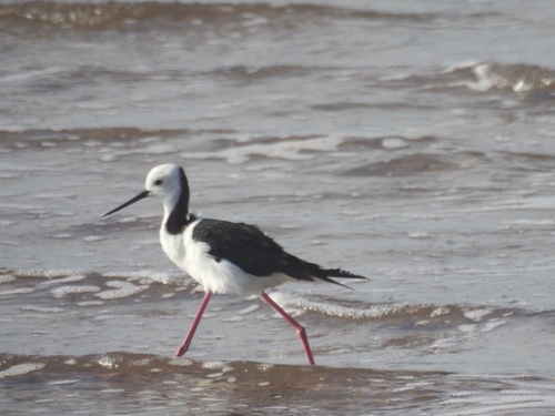 Himantopus leucocephalus