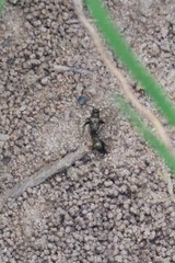 Spanagonicus albofasciatus