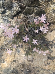 Linanthus pungens