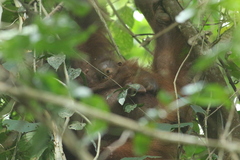 Pongo pygmaeus morio