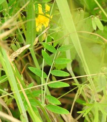 Vicia pubescens
