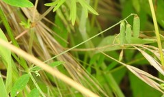 Vicia pubescens