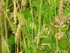 Vicia pubescens