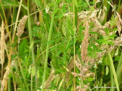 Vicia pubescens