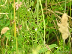 Vicia pubescens