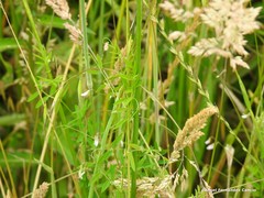 Vicia pubescens