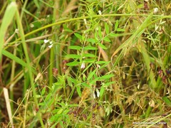 Vicia pubescens