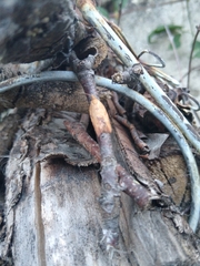 Epiphyas postvittana