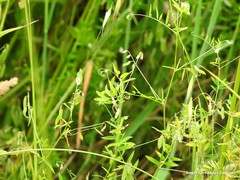 Vicia pubescens