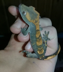 Correlophus