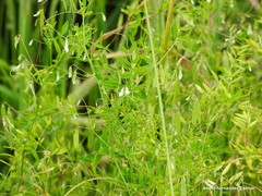 Vicia pubescens
