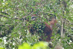 Pongo pygmaeus morio