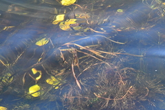 Potamogeton compressus