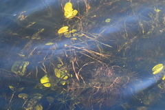 Potamogeton compressus