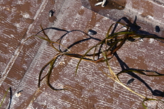 Potamogeton compressus