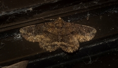 Paradromulia ambigua