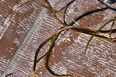 Potamogeton compressus