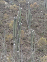 Cephalocereus senilis