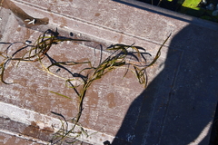 Potamogeton compressus