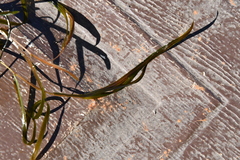 Potamogeton compressus