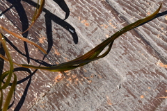 Potamogeton compressus