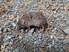 Sorex cinereus