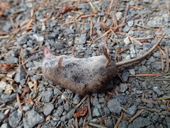 Sorex cinereus