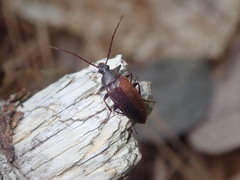 Capnochroa fuliginosa