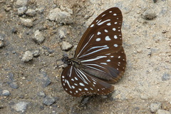 Parantica nilgiriensis