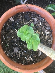 Portulaca molokiniensis