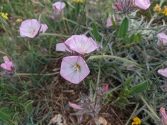 Convolvulus calvertii calvertii