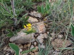 Anthyllis vulneraria boissieri