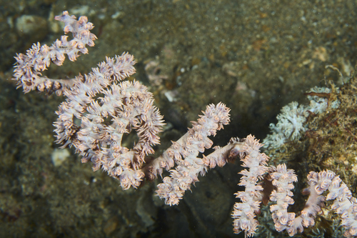 Black Coral
