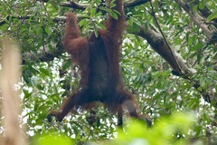 Pongo pygmaeus morio